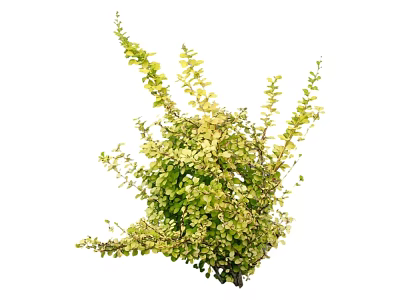Variegated Shrub With Lush Green And Yellow Foliage For Garden Decoration 3d model