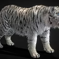 Realistic White Tiger With Striped Fur Standing In Black Background And Detailed Paws