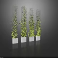 Vines Climbing On Metal Trellises In White Planters Against Dark Background