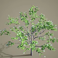 Lush Arbor With Green Leaves And White Small Flowers On Branches