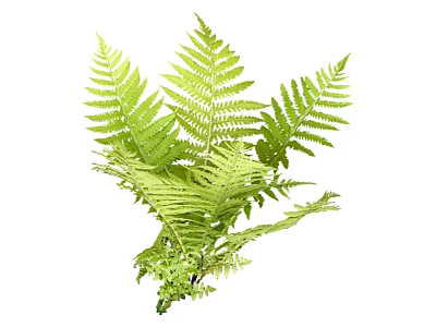 Fresh Green Fern Bunch With Lush Leaves For Natural Home Decor 3d model
