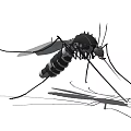 Detailed 3D Model of Black Mosquito Flying Insect with Long Legs and Shadow