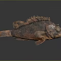 Spotted Brown Fish With Rough Textured Skin And Fins On Dark Reflective Surface