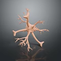 Highly Detailed 3D Rendered Medical Anatomical Neuron Model For Educational Training