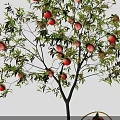 Peach Tree With Ripe Peaches Hanging And Basket Of Peaches On Green Grass