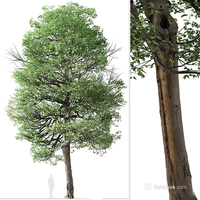 Tall Arbor Tree With Lush Green Foliage And Textured Trunk Details 3d model 