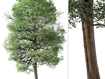 Tall Arbor Tree With Lush Green Foliage And Textured Trunk Details 3d model