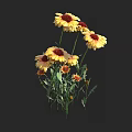 Yellow and Red Blooming Flowers with Green Stems and Leaves