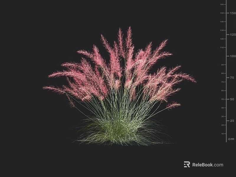 Beautiful Pink Grass Like Flowers Arranged In Vase On Black Background With Ruler Scale 3d model 