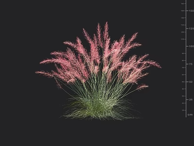 Beautiful Pink Grass Like Flowers Arranged In Vase On Black Background With Ruler Scale 3d model
