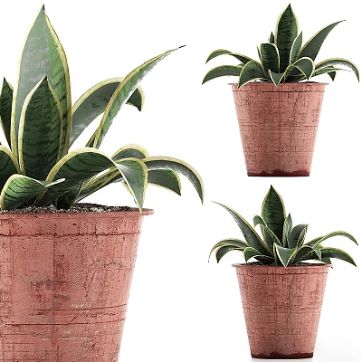 Stylish Snake Plants In Terracotta Pots Featuring Green Leaves With Yellow Edges For Home Decor 3d model