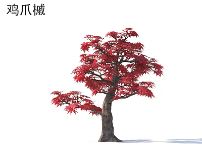Japanese Maple Tree with Vibrant Red Leaves Ornamental Garden Specimen 3d model