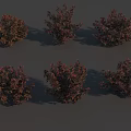 Six Shrubs with Red and Green Foliage Against Gray Background with Shadows