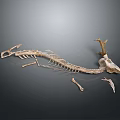 Animal Skeleton Home Decoration With Deer Antlers And Long Spine On Grey Surface