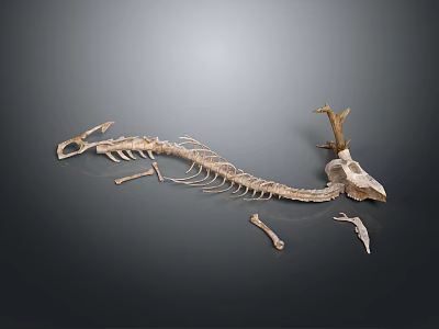 Animal Skeleton Home Decoration With Deer Antlers And Long Spine On Grey Surface 3d model