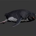 Black and White Penguin with Tufted Head and Orange Beak in Studio