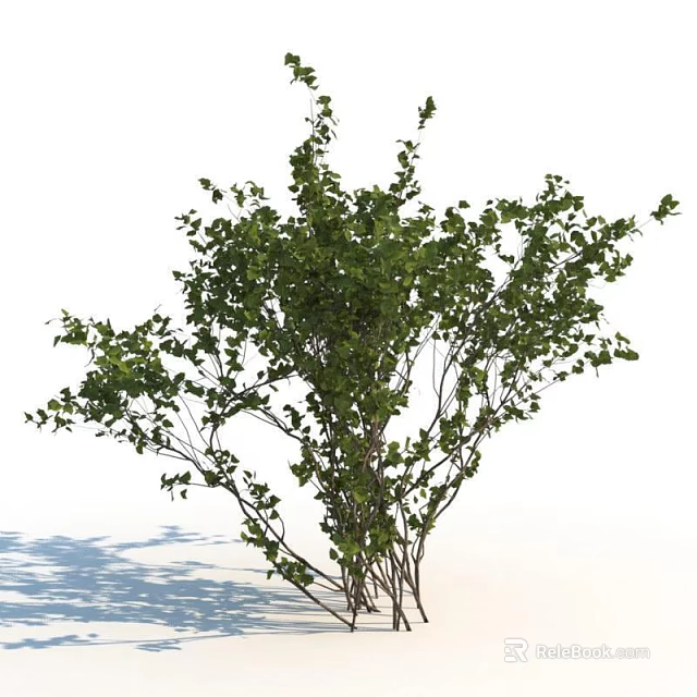 Lush Green Shrub With Dense Foliage And Slender Branches In Natural Light 3d model 