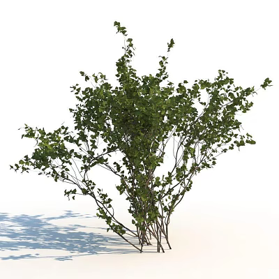 Lush Green Shrub With Dense Foliage And Slender Branches In Natural Light 3d model