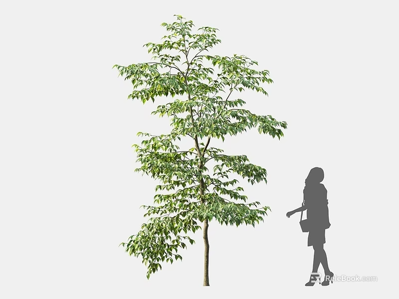 Tall Arbor with Lush Green Leaves and Silhouette of a Woman Standing Beside 3d model 