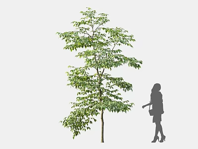 Tall Arbor with Lush Green Leaves and Silhouette of a Woman Standing Beside 3d model