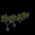 Canary Island Date Palm Trees With Various Growth Forms And Landscape Applications