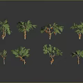Various Green Plants With Different Heights And Leaf Shapes On Gray Background