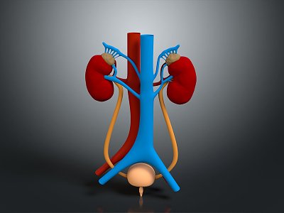 Kidney Urinary system Kidney system Human kidney 3d model