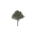 Tree Pit Showcasing Healthy Olive Tree With Twisted Trunk And Lush Foliage 3d model