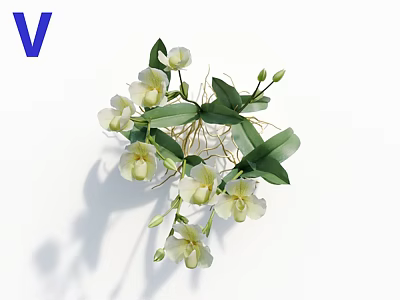 White Orchid Flowers With Green Leaves And Fresh Buds In Natural Arrangement 3d model