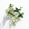 White Orchid Flowers With Green Leaves And Fresh Buds In Natural Arrangement