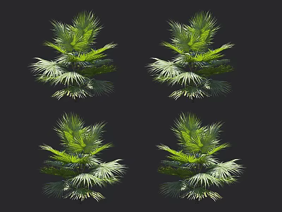 Four Green Palm Trees With Lush Foliage Against Black Background 3d model