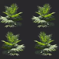 Four Green Palm Trees With Lush Foliage Against Black Background