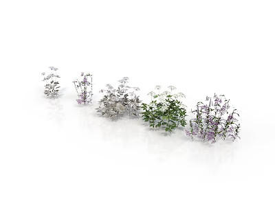 Various Decorative Plants with White Purple and Green Foliage Arranged in a Row 3d model