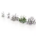 Various Decorative Plants with White Purple and Green Foliage Arranged in a Row