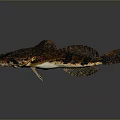 Aquatic Animal Fish With Brown And Black Spots On Dark Background Showing Reflection
