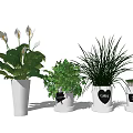 Variety of Indoor Potted Plants in Decorative White Pots with Love Design and Cat Pattern