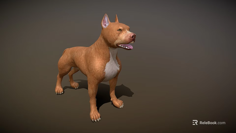 Brown Dog With White Chest Standing Alertly On Dark Background 3d model 
