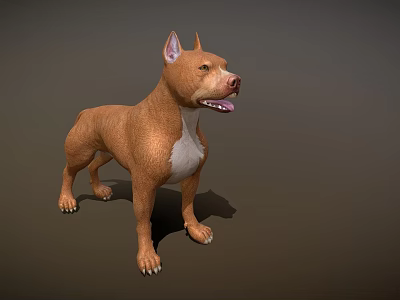 Brown Dog With White Chest Standing Alertly On Dark Background 3d model