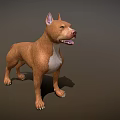 Brown Dog With White Chest Standing Alertly On Dark Background