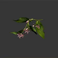 Green Leaf Plant With Pink Spotted Flowers And Flower Buds