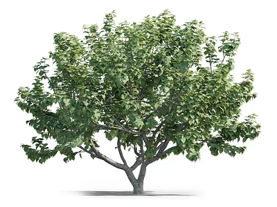 Lush Arbor With Dense Green Foliage Branchy Trunk And Natural Healthy Growth 3d model