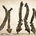 Spinal skeleton dragon vein 3d model