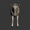 Realistic Gray And White Goat With Black Tipped Ears And Hooves Standing On White Background
