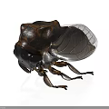 Detailed Brown And Black Beetle With Transparent Wings On White Background