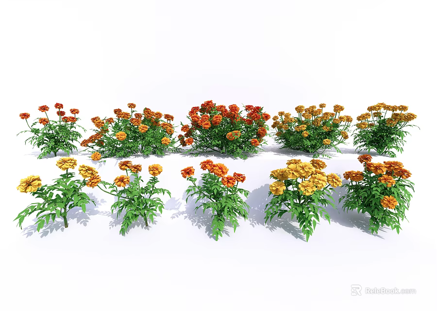 Vibrant Marigold Flowers in Red Orange Yellow Hues with Green Leaves Garden 3d model 