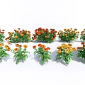 Vibrant Marigold Flowers in Red Orange Yellow Hues with Green Leaves Garden