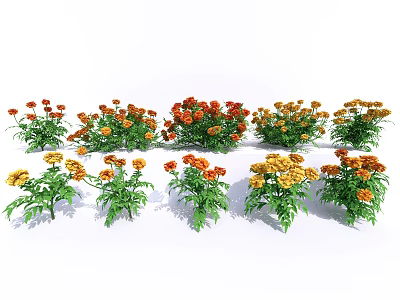 Vibrant Marigold Flowers in Red Orange Yellow Hues with Green Leaves Garden 3d model