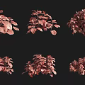 Red Foliage Shrubs in Various Natural Growth Forms and Diverse Shapes