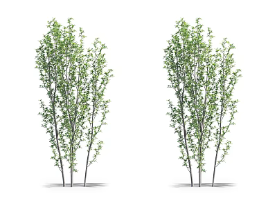 Two Green Leafy Trees With Slender Trunks On White Background 3d model