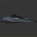 Modern Killer Whale Orca Killer Whale 3d model